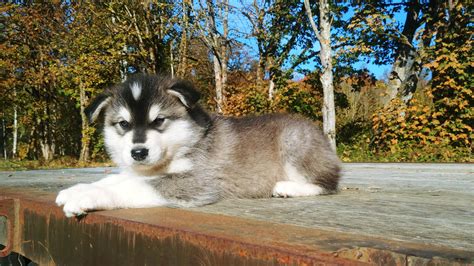 Wakon Giant Alaskan Malamutes Authentic Wakon Malamutes