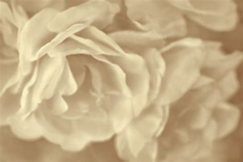 Roses Bouquet Soft Beige Photograph By Jennie Marie Schell