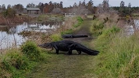 Huge Alligator Returns To Florida Nature Preserve Maybe The