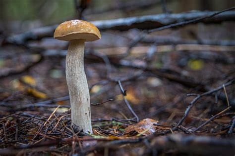 Free Images Edible Mushroom Fungus Natural Landscape Penny Bun