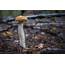 Free Images  Edible Mushroom Fungus Natural Landscape Penny Bun