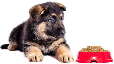 1 beef hot dog = 126 calories peanut butter: Royal Canin® German Shepherd Puppy Dry Dog Food ...