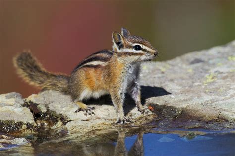 Townsends Chipmunk Photograph By Ken Archer Fine Art America