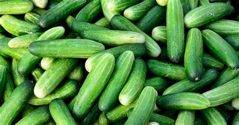 What Are The Different Types Of Cucumber Plants Gardeners Path