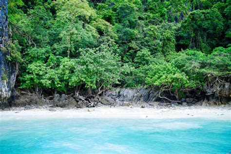 Free Images Beach Sea Tree Forest River Green Jungle Lagoon