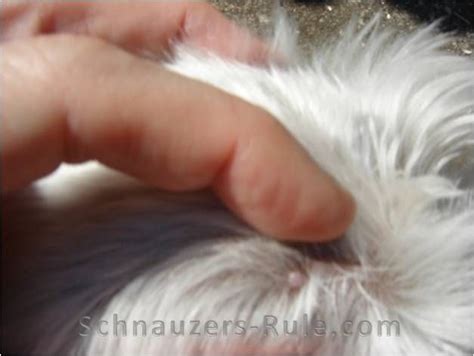 Schnauzer Bumps Comedone Syndrome Treatment And Photos Miniature