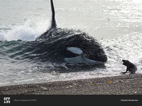 Killer Whale Beaching Itself To Try To Catch A Seal Stock Photo Offset
