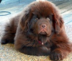 cute newfoundland puppy - Google Search | Love, Dogs, & All Things ...