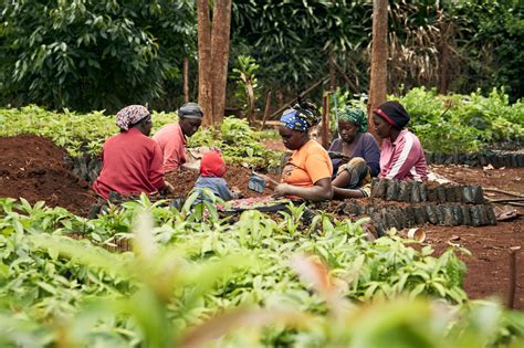 Le Rôle Des Femmes Dans Lagriculture Dans Les Pays En Voie De