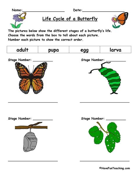 life cycle of a butterfly worksheet science life cycles science worksheets life cycles