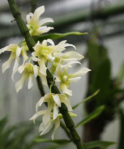 Dendrobium Chameleon