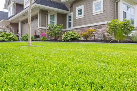 8 Different Types Of Grass For Residential Lawns Nayturr