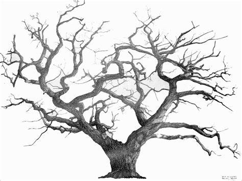Experiment with deviantart's own digital drawing tools. Pencil Drawing Of Tree Of Life at GetDrawings | Free download