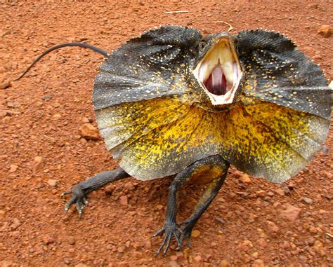 Frill Necked Lizard Australia By ⭐️p∑†∑ ⭐️