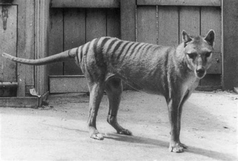 Sightings of Tasmanian tiger, thought to be extinct for 80 years, reported: Australian 
