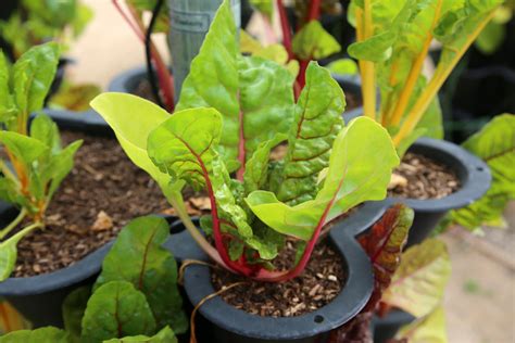 Growing Chard Tips On Location And Care Plantura