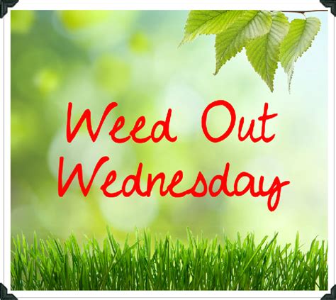 Introducing Weed Out Wednesday — Mel Sherwood