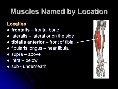 These include naming the muscle after its shape, its size compared to other muscles in the area, its location in the body or the location of its attachments to the skeleton, how many origins it has, or its action. PPT - Characteristics Used to Name Skeletal Muscles PowerPoint Presentation - ID:2167543