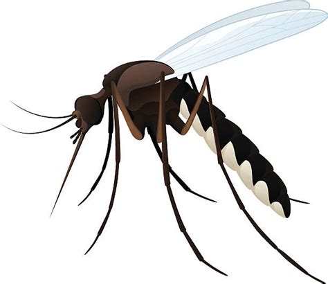 Royalty Free Mosquito Clip Art Vector Images And Illustrations Istock