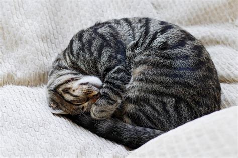 What Cat Sleeping Positions Really Mean — Curled Up Bread Loaf And More