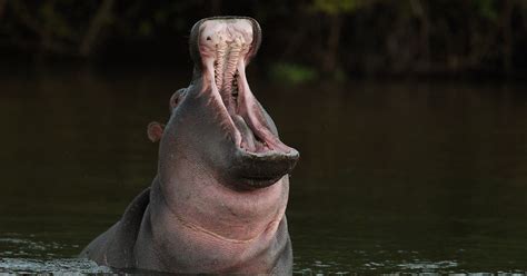 13 Videos That Prove That Hippos Might Actually Be The Most Terrifying