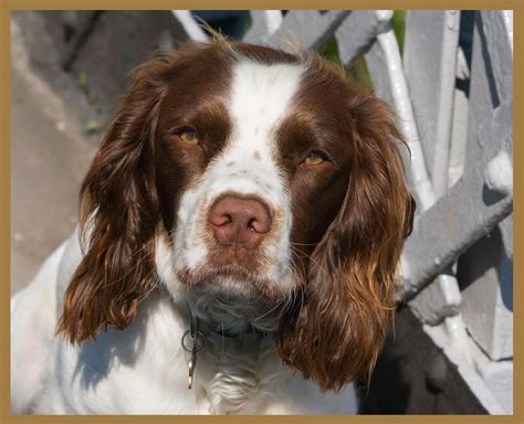 English Springer Spaniel cute dogs pictures | Nice Wallpapers, Animals ...