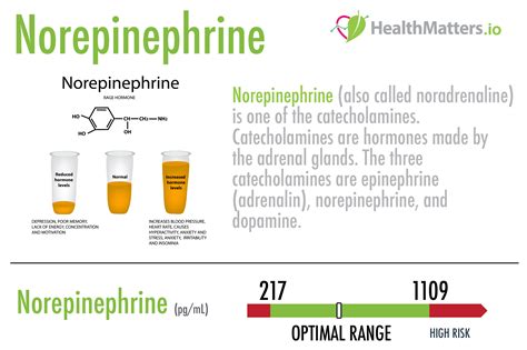 What Is Norepinephrine Lab Results Explained