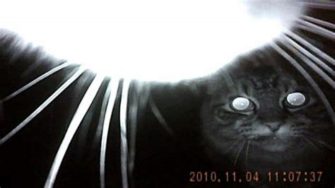 Kittycam Reveals Hunting Secrets