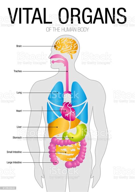 The pancreas is located behind the stomach across the abdomen. Chart Of Vital Organs With Parts Name On White Background ...