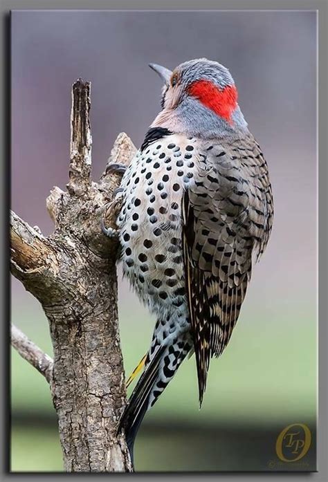 Male Northern Flicker Pretty Birds Beautiful Birds Gorgeous Northern