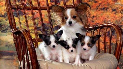 French Dog Papillon With Puppies Wallpapers And Images Wallpapers
