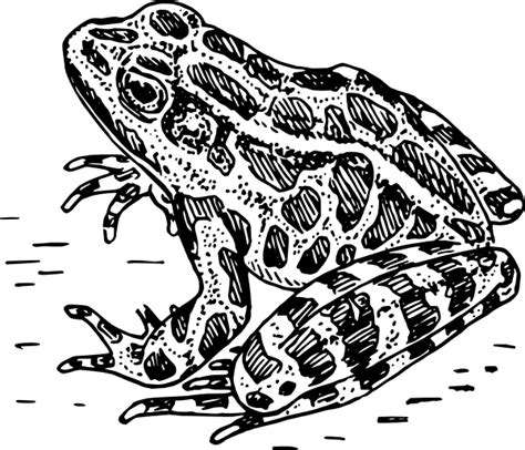 Frog Drawing Clip Art At Vector Clip Art