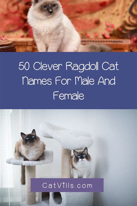 50 Clever Ragdoll Cat Names We Just Love Cat Names Ragdoll Cat Ragdoll