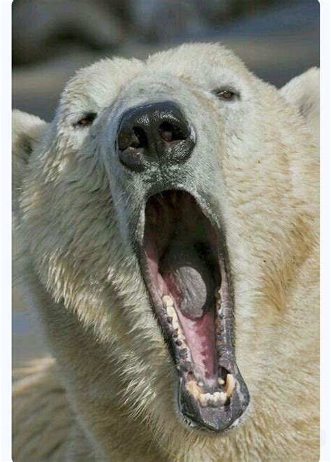 Polar Bears Big Yawn How Pink His Mouth And How Black His Tongue