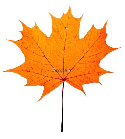Autumn Maple Leaf By Sergieiev Redbubble
