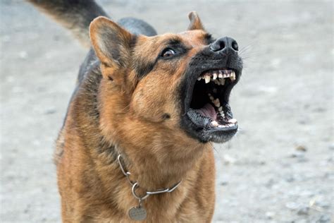 7 German Shepherd Behavior Problems Solved World Of Dogz