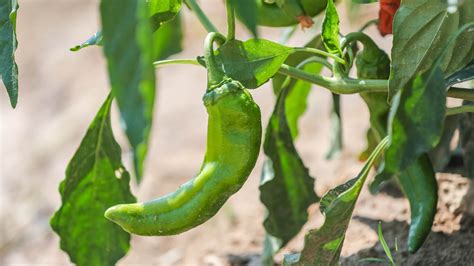 Covid 19 Pandemic Affecting This Years Green Chile Crop In New Mexico