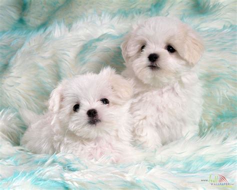 Free Download Baby Dog Wallpaper Super Wallpapers 1280x1024 For Your