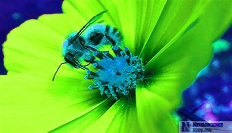 Data On What Colors Flowers Appear To Bees Neuroscience News