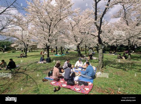 Visitors Picnic Under Cherry Blossoms On The Grounds Of Kyoto Botanical