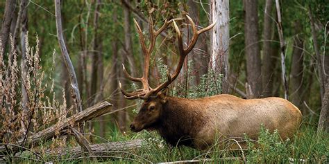 Elk Nebraska Game And Parks Commission