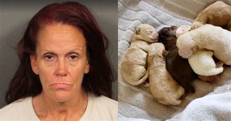 Coachella Woman Who Was Caught Throwing 7 Puppies In A Dumpster Sentenced To Jail Time Comic Sands