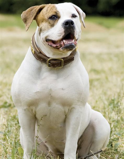 A fearless and steady guard dog; Learn About The American Bulldog Dog Breed From A Trusted ...