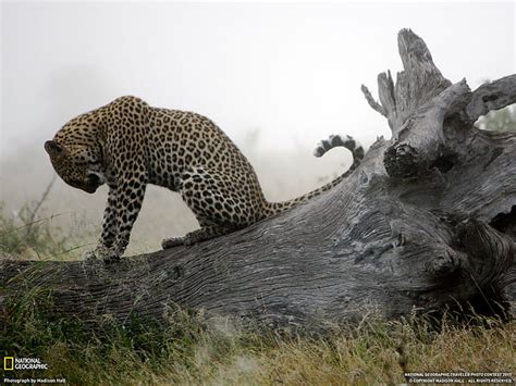 Hd Wallpaper Leopard Hd National Geographic Leopard Photo Animals