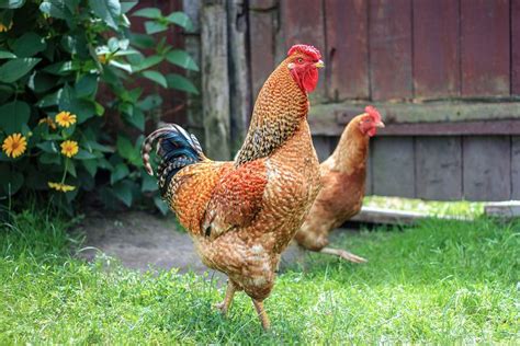 500 free cock and chicken photos pixabay