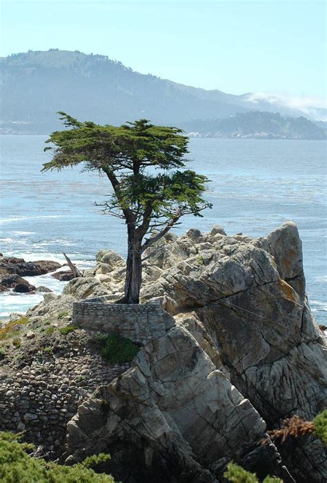 Lone Cypress Tree On Monterey Peninsula Editorial Image Image Of