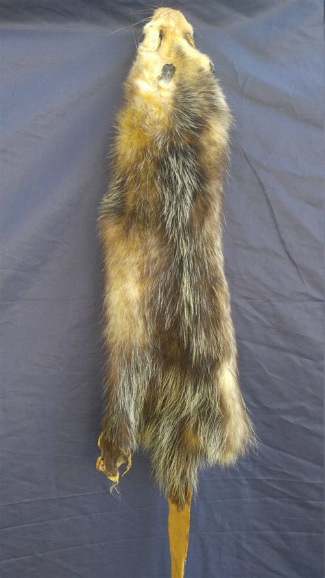 1 Real Animal Tanned Opossum Skin Pelt Hide Fur Rug Taxidermy Etsy