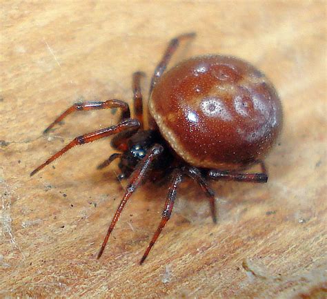 british spiders steatoda cf grossa or steatoda bipunctata the false widow spider a photo