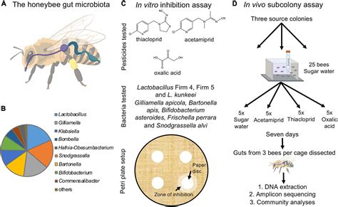 Frontiers Resistance And Vulnerability Of Honeybee Apis Mellifera Gut Bacteria To Commonly