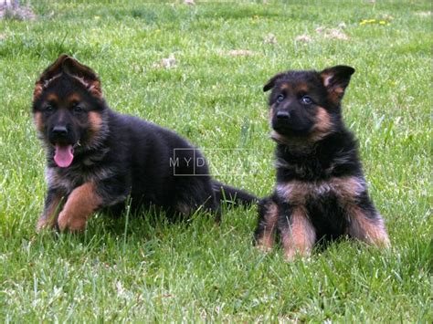 Kc registered german shepherd puppies for sale. Animals German (Lion) Shepherd puppies Kurunegala Mydream.lk